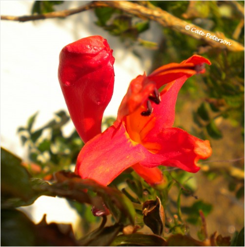 Red Desert Flower